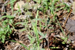 Phacelia egena