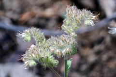 Phacelia egena