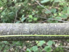 Coryphopteris simulata