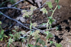 Phacelia egena
