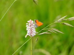 Lycaena hippothoe italica