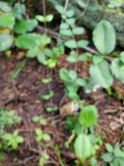 Lonicera hispidula