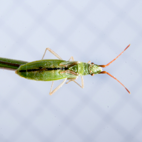 short-winged rhopalid, photo 6 of 7