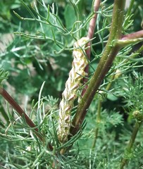 Cucullia chamomillae