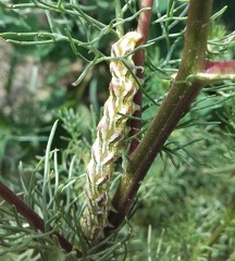 Cucullia chamomillae