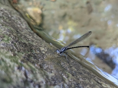 Argia tibialis