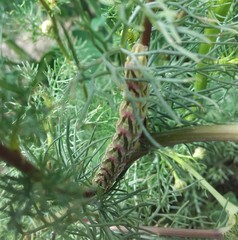 Cucullia chamomillae