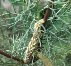 Cucullia chamomillae