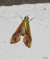 Agathodes ostentalis