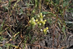 Castilleja rubicundula lithospermoides