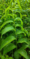 Polygonatum biflorum commutatum