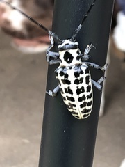 Plectrodera scalator