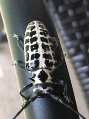 Plectrodera scalator