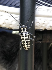 Plectrodera scalator