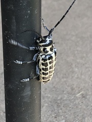 Plectrodera scalator