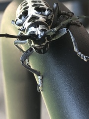 Plectrodera scalator