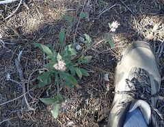 Phacelia mutabilis