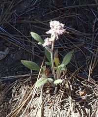 Phacelia mutabilis