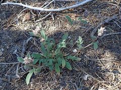 Phacelia mutabilis