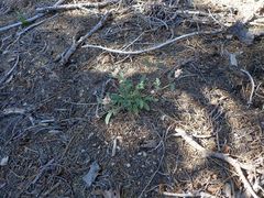 Phacelia mutabilis