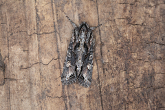 Ichneutica bromias