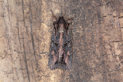 Ichneutica bromias