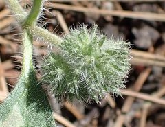 Phacelia mutabilis