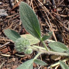 Phacelia mutabilis