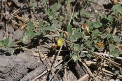 Acmispon decumbens davidsonii