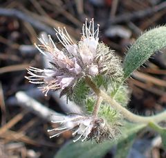 Phacelia mutabilis