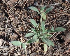 Phacelia mutabilis