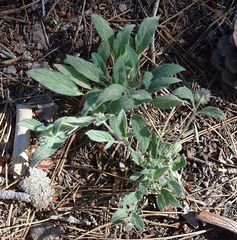 Phacelia mutabilis
