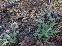 Phacelia mutabilis