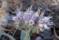 Phacelia mutabilis