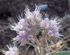 Phacelia mutabilis