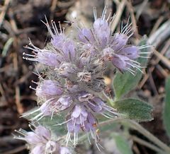 Phacelia mutabilis