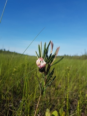 Andromeda polifolia glaucophylla