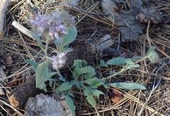 Phacelia mutabilis