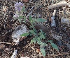 Phacelia mutabilis