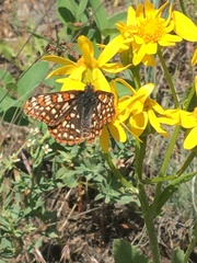 Euphydryas editha