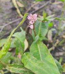 Persicaria amphibia