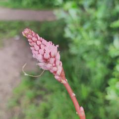 Persicaria amphibia