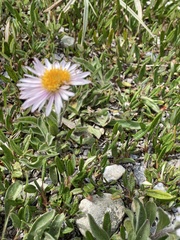 Aster alpinus vierhapperi