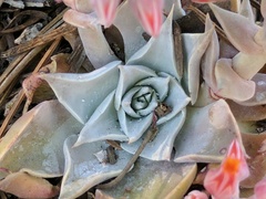 Dudleya cymosa pumila