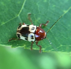 Cryptocephalus mutabilis