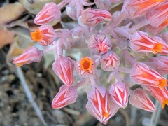 Dudleya cymosa pumila