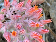 Dudleya cymosa pumila