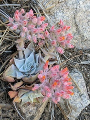 Dudleya cymosa pumila