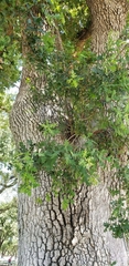 Quercus lobata