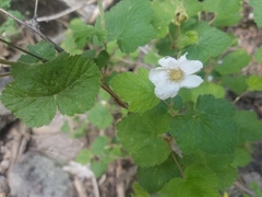Rubus neomexicanus